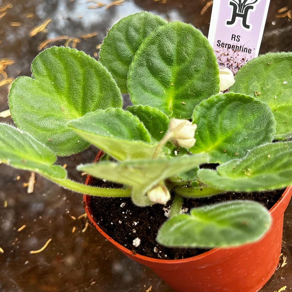 RS Serpentine African Violet Live Plant, Young Pre-finished Starter in ...