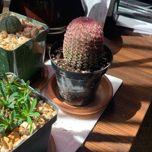 Arthur added a photo of their purchase