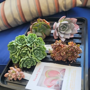 thefriendshipslimery added a photo of their purchase