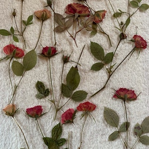 Pressed Flowers Roses on White Greeting Cards Set Of 4 Blank | Etsy