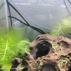 Susan hat ein Foto des gekauften Artikels hinzugefügt