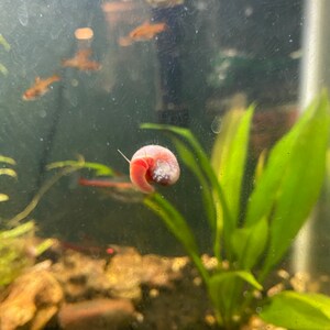 Danyell added a photo of their purchase