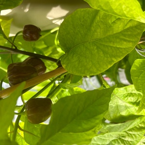 20+ Chocolate Scotch Bonnet Pepper Seeds -isolated- Padded envelope shipping, tracking number included.