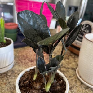 Stacy added a photo of their purchase