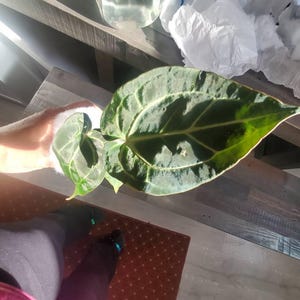 Mommy added a photo of their purchase