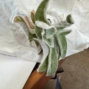 Aiden added a photo of their purchase