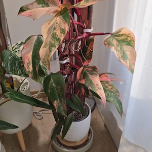 Chiara さんが購入した商品の写真を追加しました