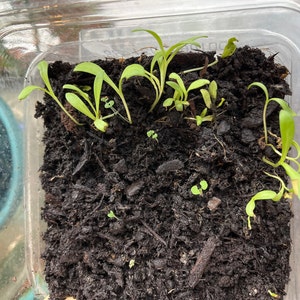 Shirlei added a photo of their purchase