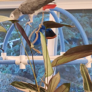 42 Tall 1 PVC Macaw Parrot Perch Stand Swing Play Gym W Pan FREE ...