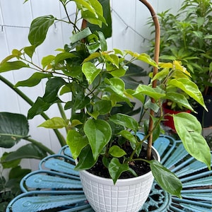 Lalo added a photo of their purchase