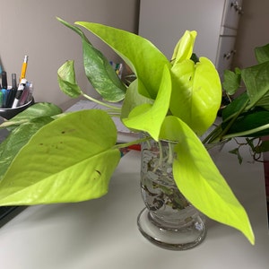 Valeria added a photo of their purchase