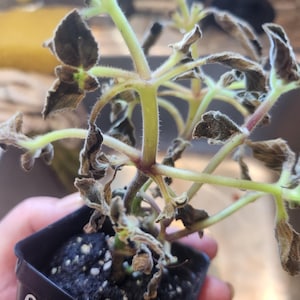 Kimberly hat ein Foto des gekauften Artikels hinzugefügt