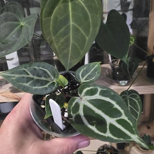 Eric added a photo of their purchase