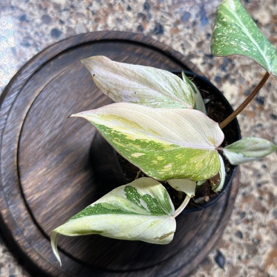 Dischidia String Millions Hearts 4 - Etsy