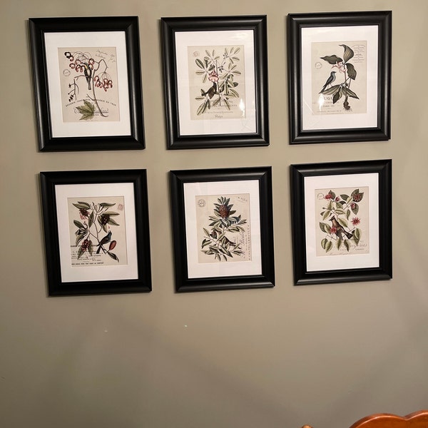 Vintage Bird and Botanical Print Set No.2, Giclee, Art Prints, Vintage ...