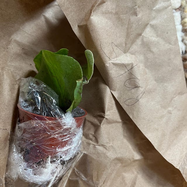 Platycerium Willinckii “jade Girl” Staghorn Fern 2” Pot (ALL