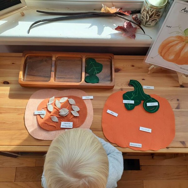 Pumpkin Anatomy Felt Set - Montessori Learning Toy For Fall Homeschool Science