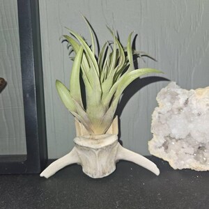 Loraligh added a photo of their purchase