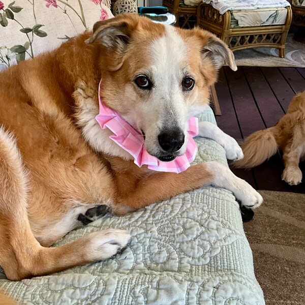 Puppachino Sprinkles Snap Closure Dog Bandana, Birthday Dog Bandana ...