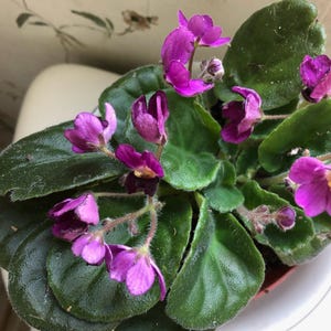 Laura added a photo of their purchase