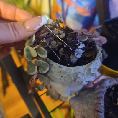 Senecio Radicans'string of Fish Hooks' Rare Succulent Plant - Etsy
