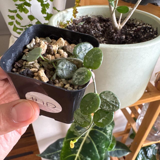 Hoya serpens (Splash) | 2-Inch – Hoya Treasures