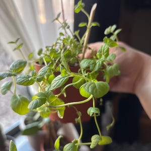 Abria added a photo of their purchase