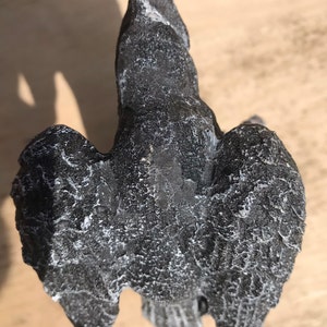 Raven Skeleton Prop Adult Natural main image 0