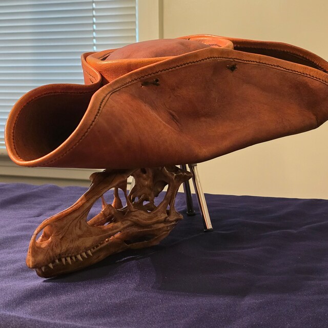 激レア！　バンドウイルカの頭蓋骨 Exhibition 【企画展】称名寺貝塚 イルカ頭蓋骨: blog横濱の文化探訪