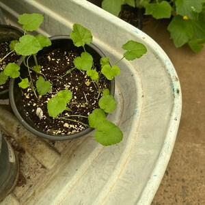 Halo Mix Hollyhock Seeds - Perennial Flower Seeds