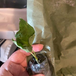 Syngonium Steyermarkii Starter Plant (ALL STARTER PLANTS require you to purchase 2 plants!)