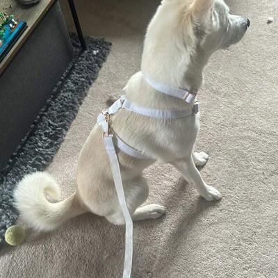 Beige dog harness Clearance
