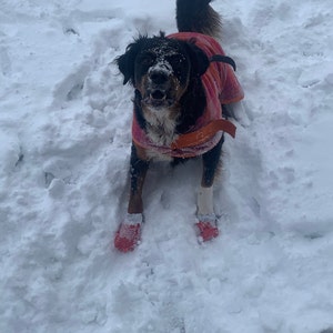 Mountain ridge 2025 dog boots