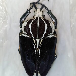 Goliathus Goliatus Kenya (KE) - Wild Caught - Goliath Beetle