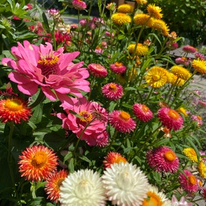 200 Seeds Tom Thumb Dwarf Helichrysum Bracteatum Strawflower 200 Seeds Tom Thumb Dwarf Helichrysum Bracteatum Strawflower