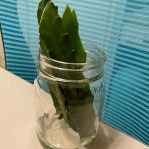 Linda a ajouté une photo de son achat