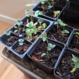 Margaret ha añadido una foto de su compra