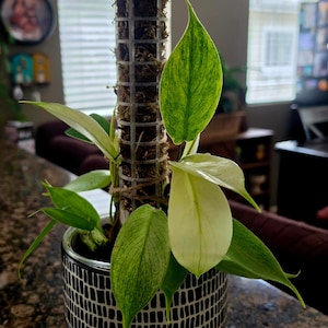 Stacey added a photo of their purchase