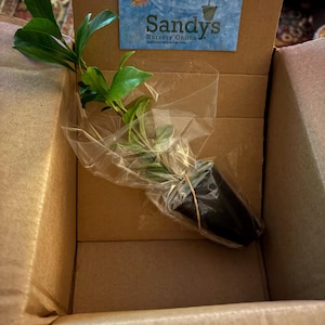 Rachelle さんが購入した商品の写真を追加しました