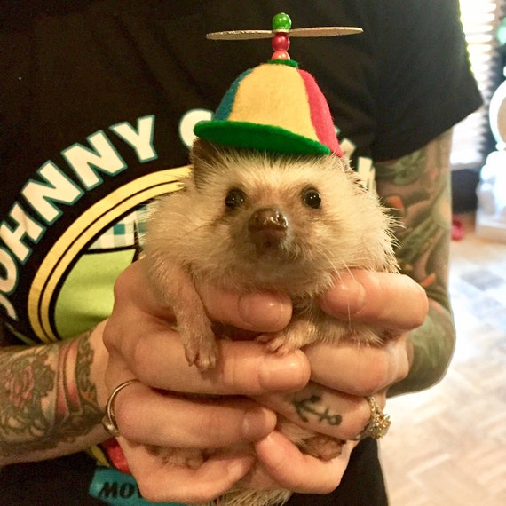 Customer photo of a pet with the Beanie Hat / Propeller Helicopter hat for Cat