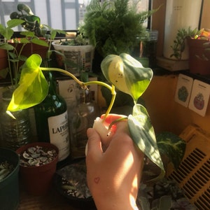 Monté added a photo of their purchase