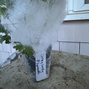 Christine added a photo of their purchase