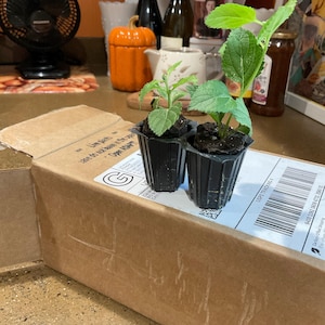Dianne added a photo of their purchase