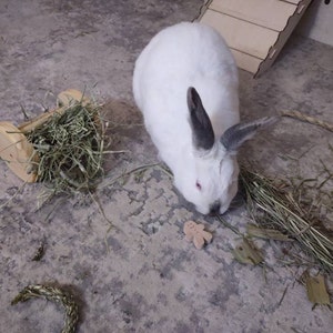 Curated visual reference: Rabbit Hay Feeder Litter Box Mesh Grate Litter Pan Hay Photo Inspiration