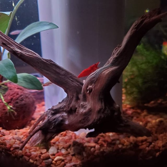 Aquarium Hardscape DriftWood: SpiderWood (X-Small 4-6 Inches) 