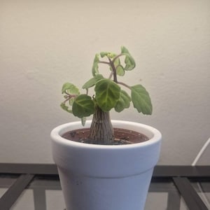 Bonsai Mint (Plectranthus Ernstii Caudex) - Etsy 日本