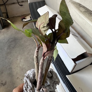 Tina added a photo of their purchase