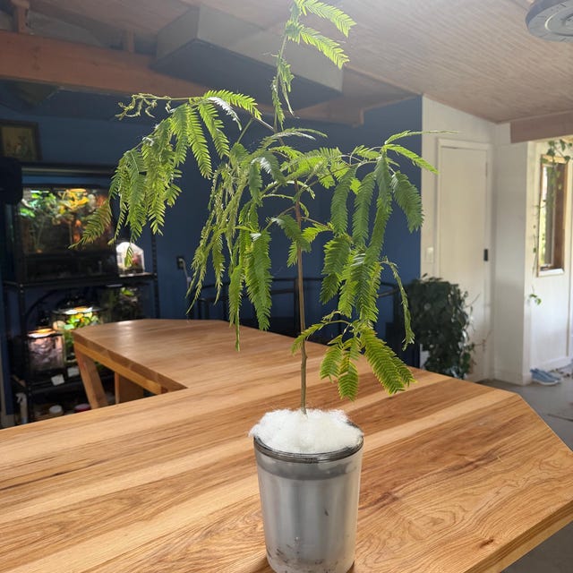 Everfresh Tree - Cojoba Arborea - US SELLER - Etsy