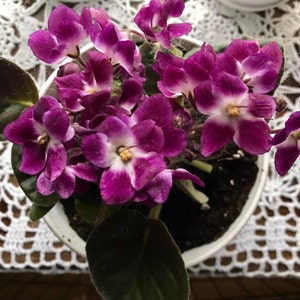 Bonnie added a photo of their purchase