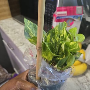 Samantha added a photo of their purchase